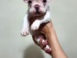 Safkan Dişi Ve Erkek French Bulldog Yavrularımız