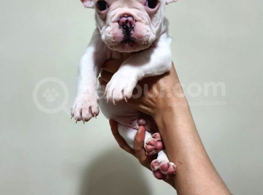 Safkan Dişi Ve Erkek French Bulldog Yavrularımız