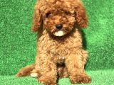 Safkan Red Brown Erkek Poodle