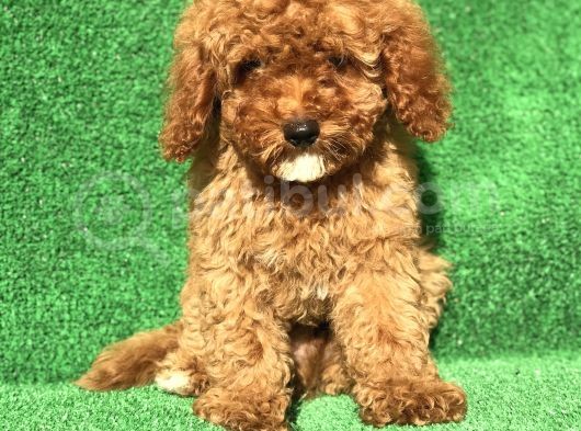 Safkan Red Brown Erkek Poodle görsel