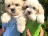 Mükemmel Maltıpoo Yavrularımız