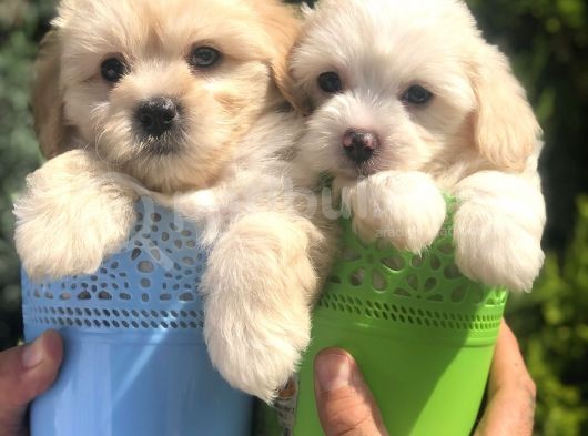 Mükemmel Maltıpoo Yavrularımız