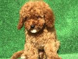 Safkan Red Brown Erkek Poodle