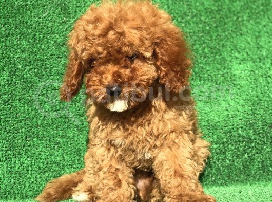 Safkan Red Brown Erkek Poodle görsel