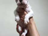 Safkan Dişi Ve Erkek French Bulldog Yavrularımız