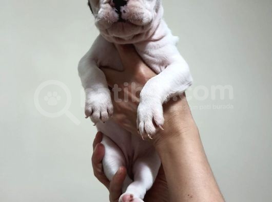 Safkan Dişi Ve Erkek French Bulldog Yavrularımız görsel