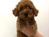 2.5 Aylik Erkek Redbrown Toy Poodle