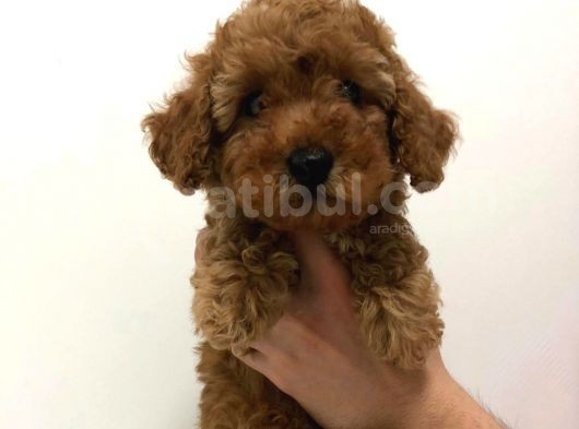 2.5 Aylik Erkek Redbrown Toy Poodle