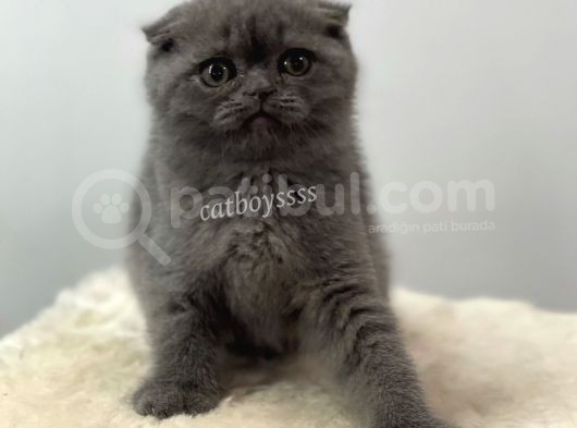 Blue Scottish Fold Dişi Yavrular görsel