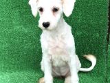 1 Numara Di̇şi̇ 4 Aylik Maltese