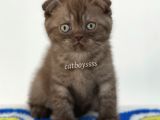 Çikolata Tabby Scottish Fold Erkek Yavrumuz