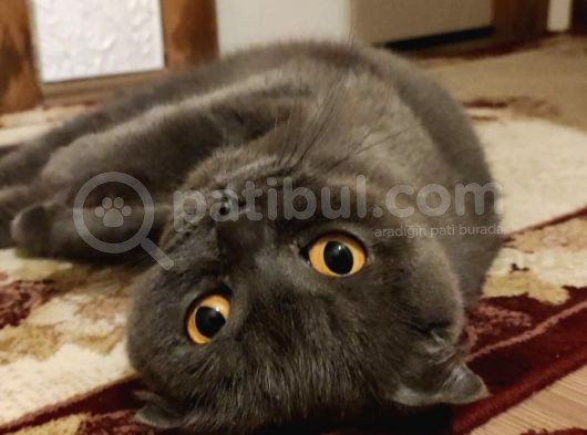 26/04/2021 Doğumlu Safkan görsel