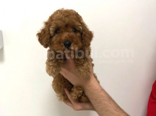 2.5 Aylik Erkek Redbrown Toy Poodle görsel