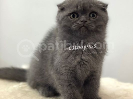Blue Scottish Fold Dişi Yavrular görsel