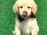 2.5 Aylik Erkek Malti̇poo