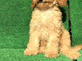 Apri̇cot Kayisi Rengi̇ Erkek Poodle