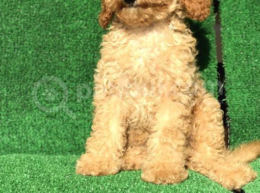Apri̇cot Kayisi Rengi̇ Erkek Poodle görsel