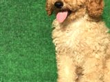Apri̇cot Kayisi Rengi̇ Erkek Poodle