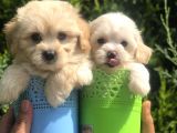 Mükemmel Maltıpoo Yavrularımız