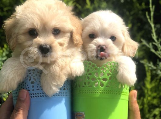 Mükemmel Maltıpoo Yavrularımız görsel