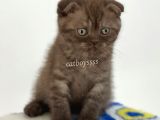 Çikolata Tabby Scottish Fold Erkek Yavrumuz
