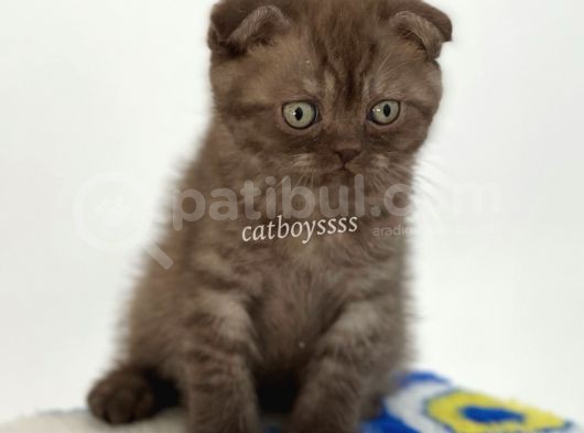 Çikolata Tabby Scottish Fold Erkek Yavrumuz görsel