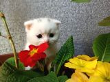 British Shorthair & Scottish Fold Yavruları