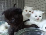 British Shorthair & Scottish Fold Yavruları