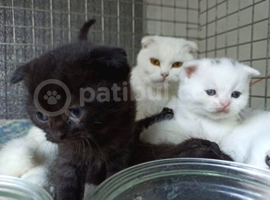 British Shorthair & Scottish Fold Yavruları görsel