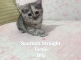Scotti̇sh Fold Ve Scotti̇sh Strai̇ght Yavrularimiz Yeni̇ Yuva