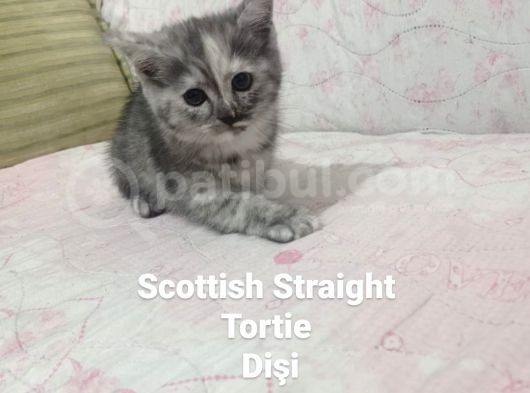 Scotti̇sh Fold Ve Scotti̇sh Strai̇ght Yavrularimiz Yeni̇ Yuva görsel