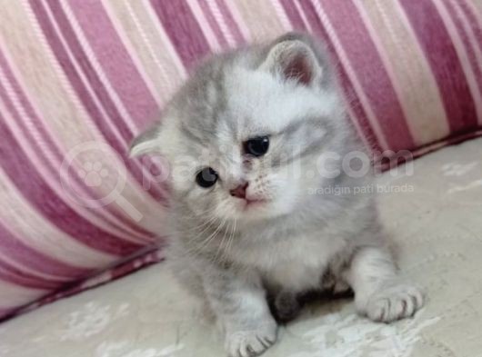 Scotti̇sh Fold Ve Scotti̇sh Strai̇ght Yavrularimiz Yeni̇ Yuva