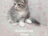 Scotti̇sh Fold Ve Scotti̇sh Strai̇ght Yavrularimiz Yeni̇ Yuva
