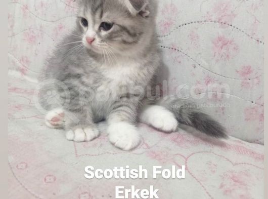 Scotti̇sh Fold Ve Scotti̇sh Strai̇ght Yavrularimiz Yeni̇ Yuva görsel
