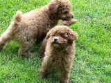 Red Toy Poodle Yavrularımız