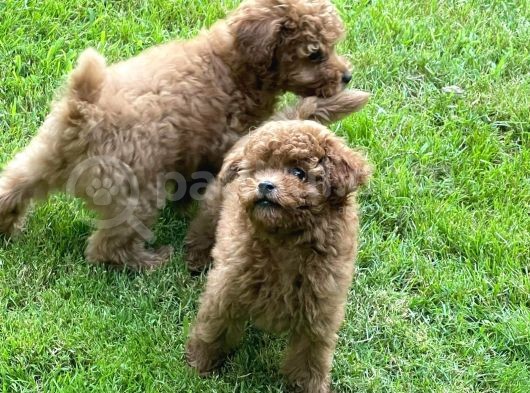 Red Toy Poodle Yavrularımız görsel