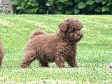Red Toy Poodle Yavrularımız