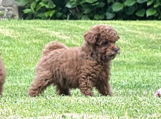 Red Toy Poodle Yavrularımız görsel