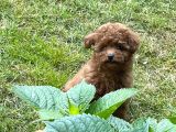 Red Toy Poodle Yavrularımız