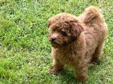 Red Toy Poodle Yavrularımız