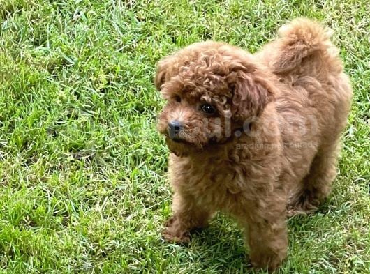 Red Toy Poodle Yavrularımız görsel