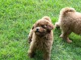 Red Toy Poodle Yavrularımız