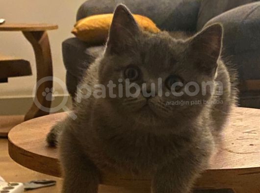 Minnoş Yavru görsel
