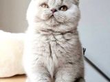 British Shorthair & Scottish Fold Yavruları