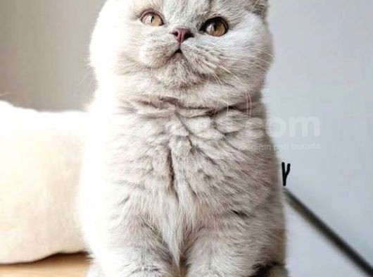 British Shorthair & Scottish Fold Yavruları