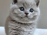 British Shorthair & Scottish Fold Yavruları