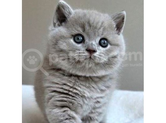 British Shorthair & Scottish Fold Yavruları görsel