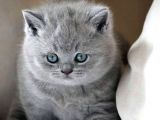 British Shorthair & Scottish Fold Yavruları