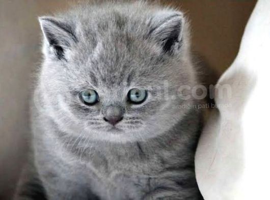 British Shorthair & Scottish Fold Yavruları görsel