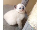 British Shorthair & Scottish Fold Yavruları